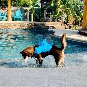 Blue dog shark life vest